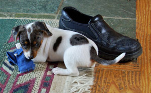 blog-betsy-shoe