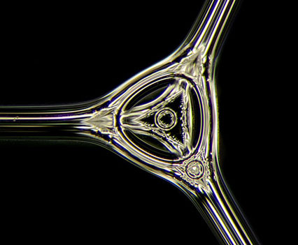 soap-bubble-petri