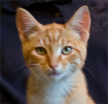 George George - our new kitty