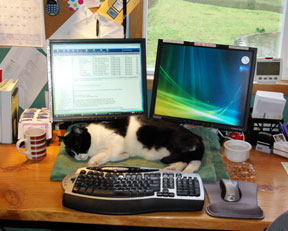 Mr. Kitty on my desk Mr. Kitty on my desk