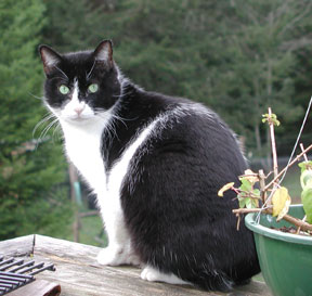 Mr. Kitty Mr. Kitty