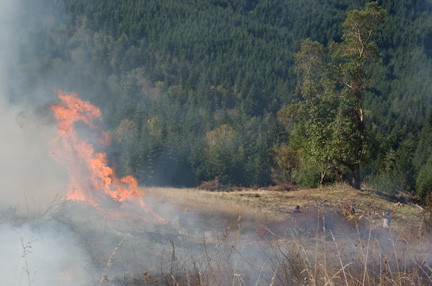 slash-pile-burn-web Slash Pile Burning