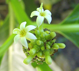 Noni - is it a drug?
