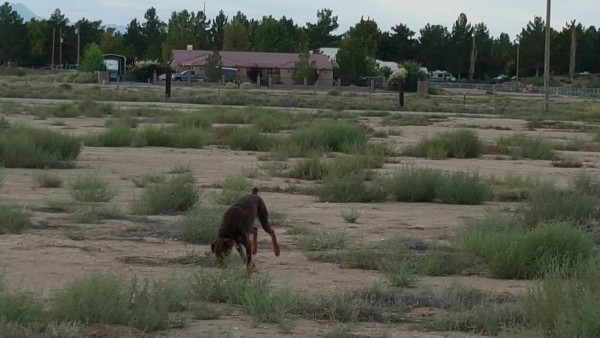 Duke in the desert; RV park behind.