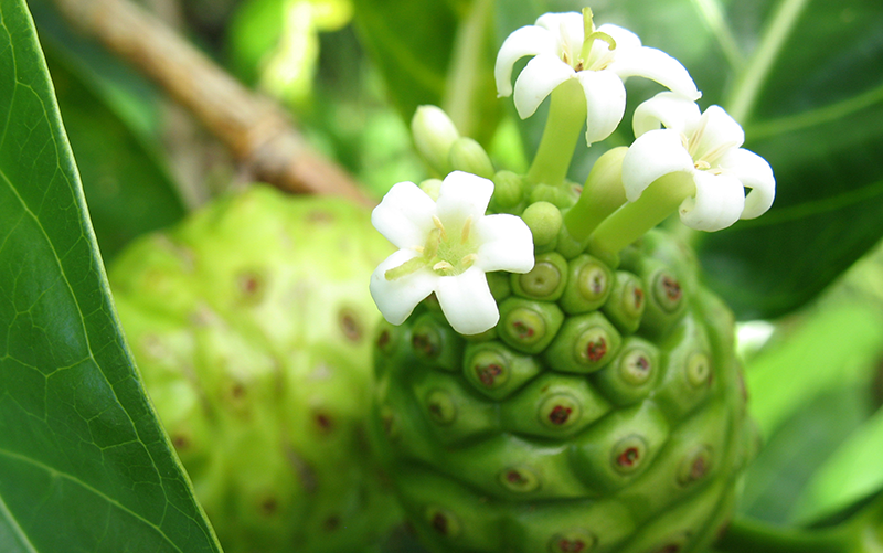 Noni fruit