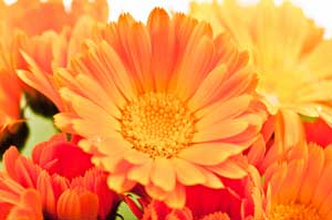 calendula flowers