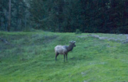 Elk in the yard