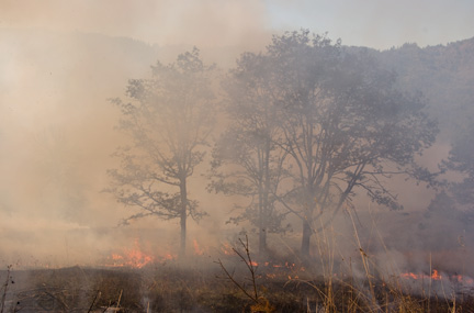 Burning the oak savannah (2010)