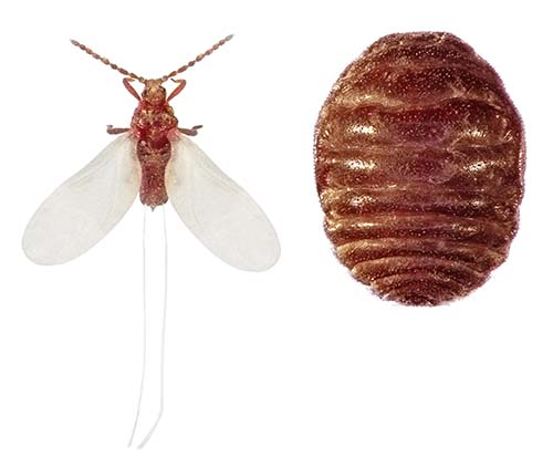 Male and female cochineal insects; the female is the souce of cochineal and carmine.