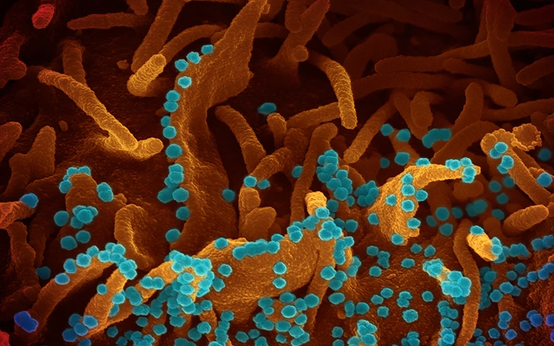 Lactobacillus Ferment Found “Safe As Used”